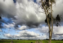 虎扑NBA：[图]罗斯破门对手两人被罚下 津门虎主场胜海牛.